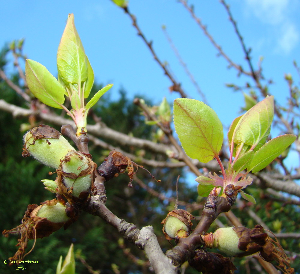 Sviluppo vegetale dell'' albicocco Prunus armeniaca